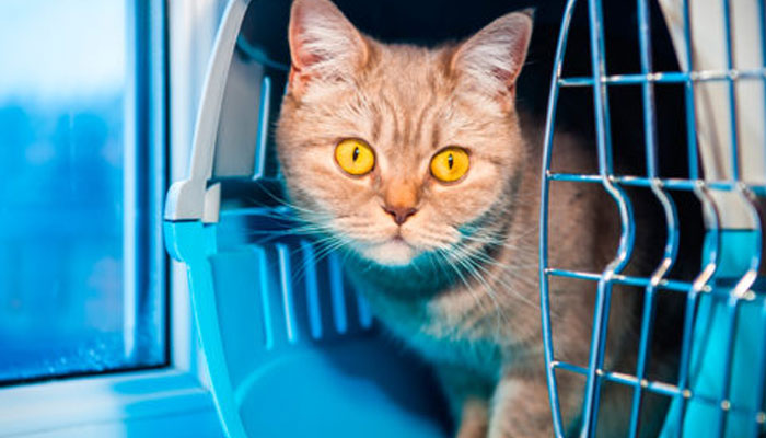 Centro Médico para Gatos - Si hay algún gatito feral🐈 al que quieras  ayudar, pero no sabes cómo atraparlo nosotros contamos con servicio de  PRÉSTAMO de trampas para gato.👍🏻 Te entregamos la